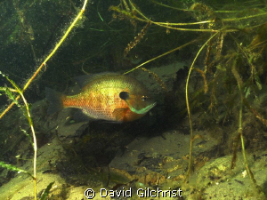 Nesting male Pumpkinseed Sunfish by David Gilchrist 